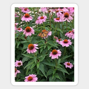 Monarch in the Flowers Magnet